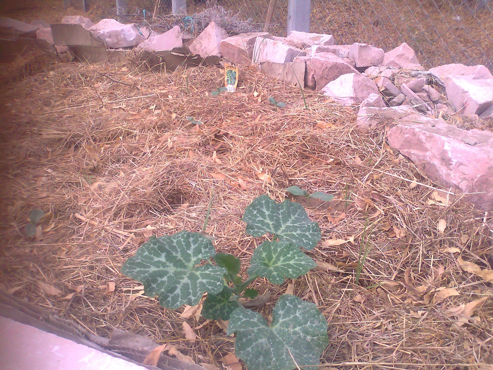 Pumpkins growing at a champion rate!